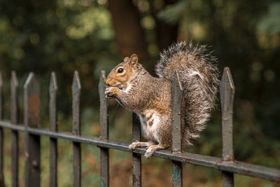 Cute little squirrel gnaws food while sitting on spikes fence in park