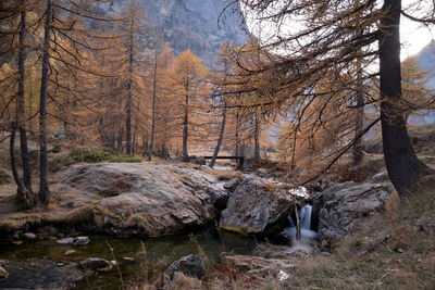 Stream flowing through rocks in forest