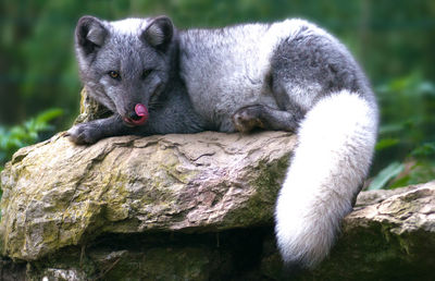 Close-up portrait of fox sitting on rock