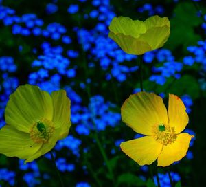 Close-up of yellow flowering plant