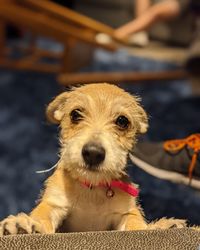 Close-up portrait of dog