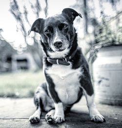 Portrait of dog sitting outdoors