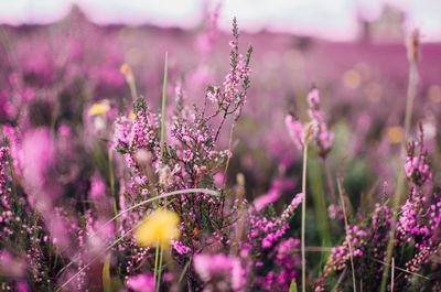 Close-up of lavender flowers
