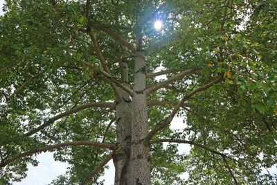 Low angle view of trees in forest