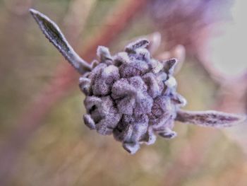 Close-up of flower buds