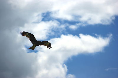 Low angle view of eagle flying in sky