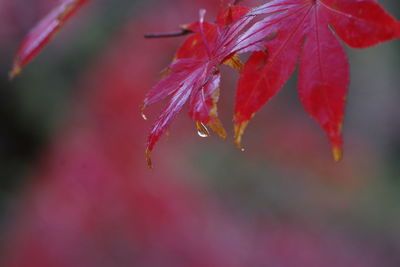 Close-up of raindrops on red leaves