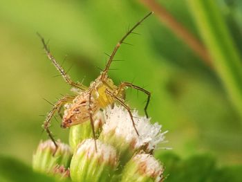 Close-up of spider on flower of grass