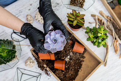 High angle view of woman holding flower pot on table