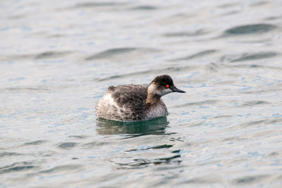 Duck swimming in lake