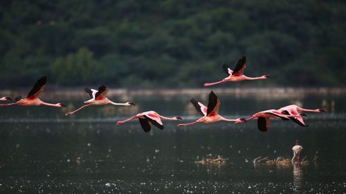 Birds flying over lake