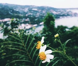 Close-up of flowers blooming outdoors