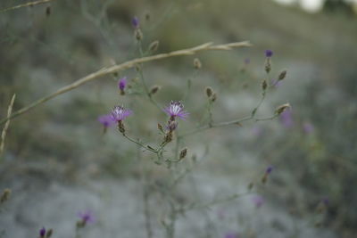 Close-up of purple flowering plant