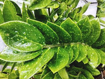 Full frame shot of wet leaves