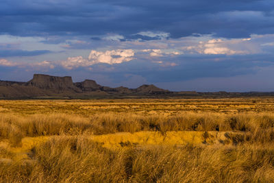 Scenic view of field against sky