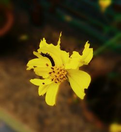 Close-up of yellow flower