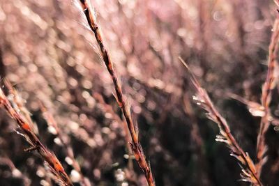 Close-up of snow on twig