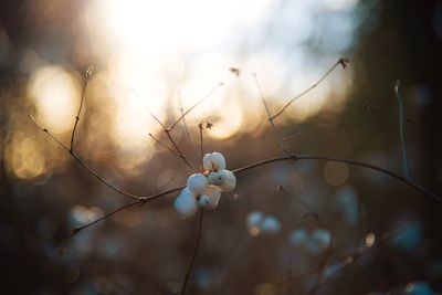 Close-up of white flowering plant against sky