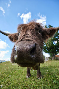 Pretty cow's nose