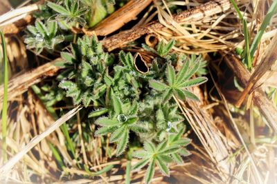 Close-up of plants