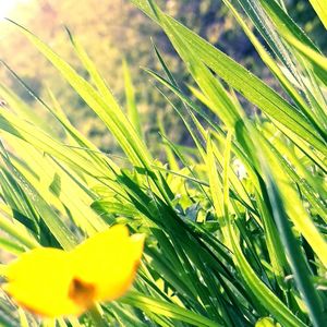 Close-up of yellow flowers