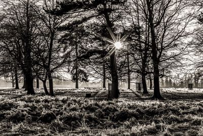 Trees against sky