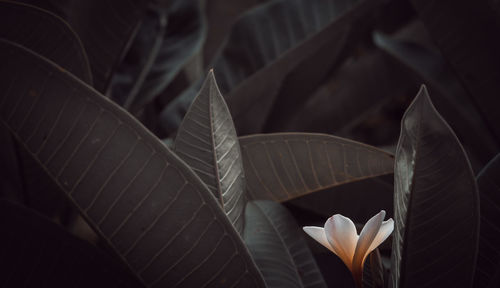 Close-up of white flowering plant leaves