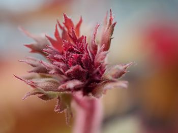 Close-up of   leafy bud