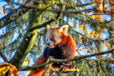 Low angle view of a tree