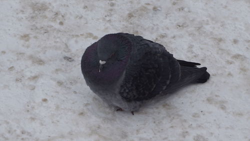 High angle view of bird on sand