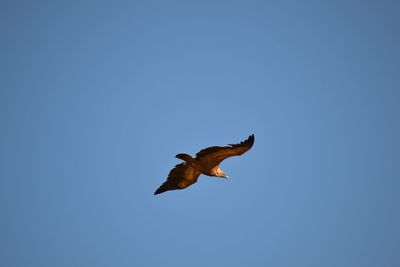 Low angle view of eagle flying against clear blue sky