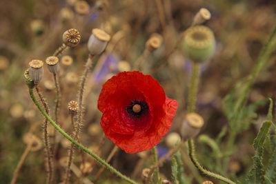 Close-up of red poppy flower