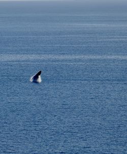 Humpback whale whale breaching st thomas usvi