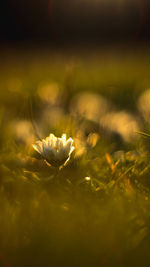 Close-up of white flowering plant on field