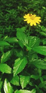 Close-up of yellow flowering plant