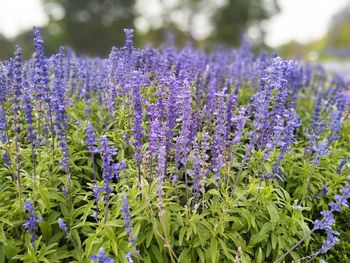 Close-up of purple flowering plants on field