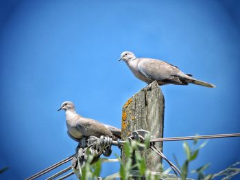 Low angle view of seagulls perching on a bird