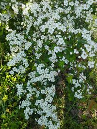 White flowers blooming in spring