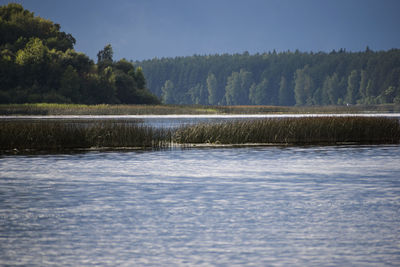 Scenic view of lake in forest against sky