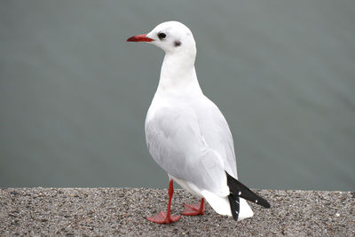 Seagull perching on retaining wall