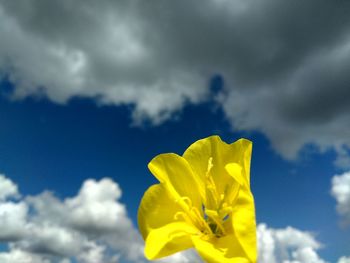 Low angle view of yellow flowering plant against sky