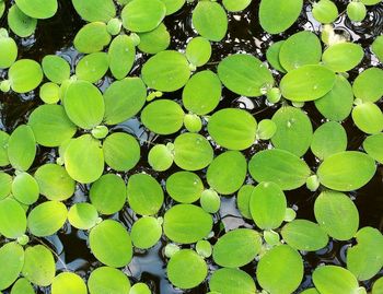 Full frame shot of water lily