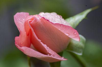 Close-up of wet pink rose