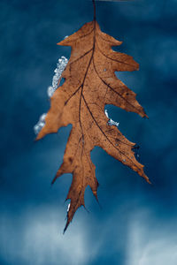 Close-up of maple leaf against sky