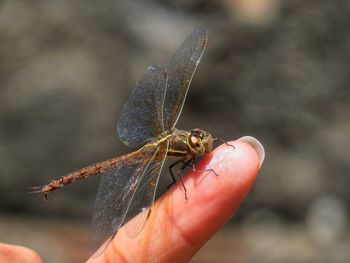 Close-up of insect on hand