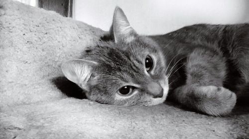 Close-up portrait of cat