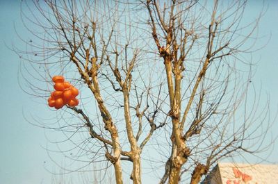 Low angle view of bare tree against sky