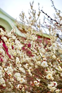 Close-up of pink flowers on tree