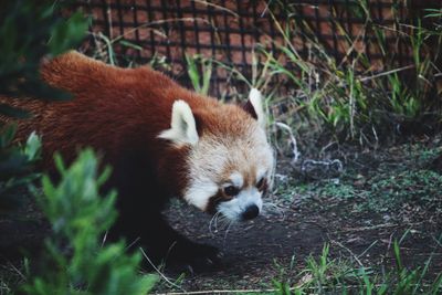 Red panda on field