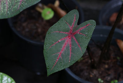 Closed up of  heart shape leaf